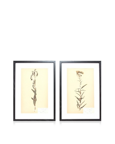 Herbarium Prints, C. 1930, Pair