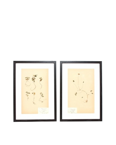 Herbarium Prints, C. 1930, Pair