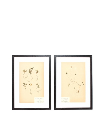 Herbarium Prints, C. 1930, Pair