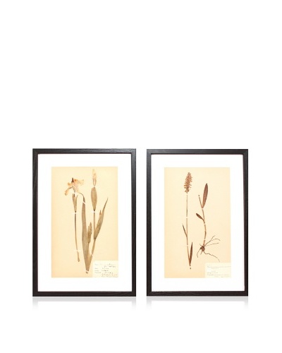 Herbarium Prints, C. 1930, Pair