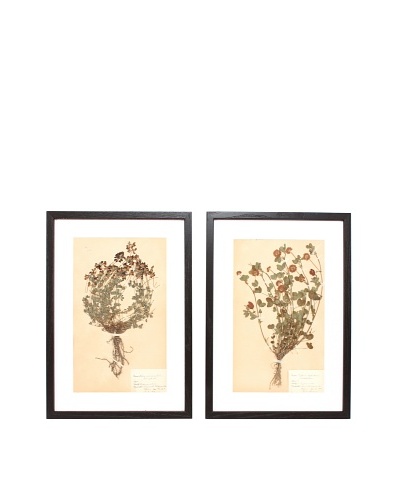 Herbarium Prints, C. 1930, Pair