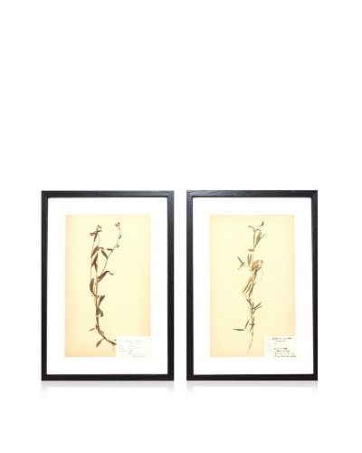 Herbarium Prints, C. 1930, Pair