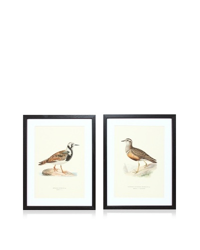 Wright Brothers Bird Prints, C. 1920, Pair