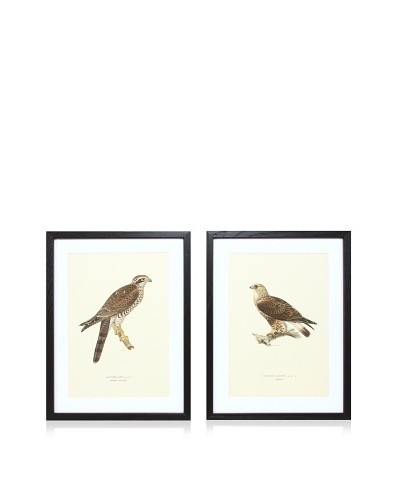 Wright Brothers Bird Prints, C. 1920, Pair