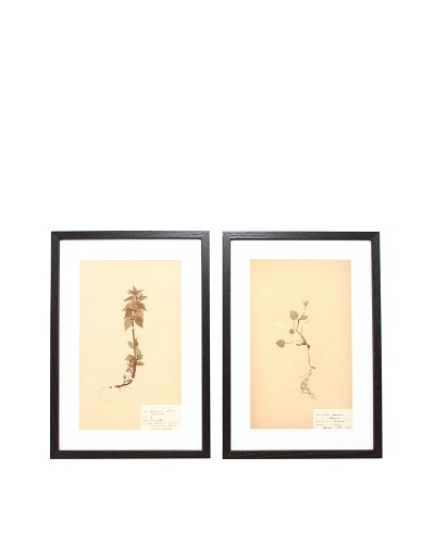 Herbarium Prints, C. 1930, Pair