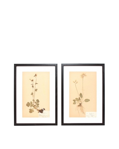 Herbarium Prints, C. 1930, Pair