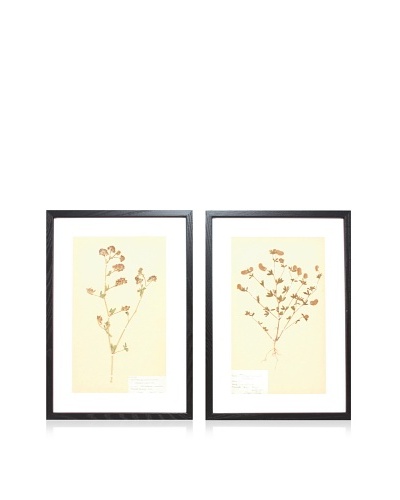 Herbarium Prints, C. 1930, Pair