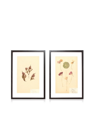 Herbarium Prints, C. 1930, Pair