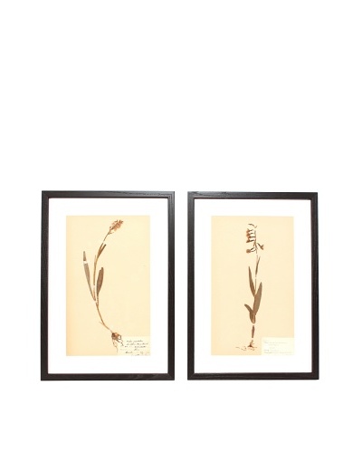 Herbarium Prints, C. 1930, Pair