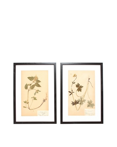 Herbarium Prints, C. 1930, Pair