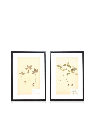 Herbarium Prints, C. 1930, Pair