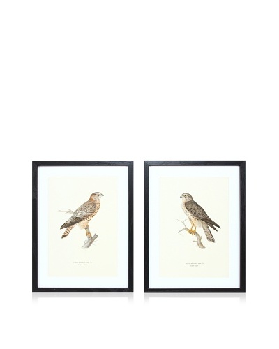 Wright Brothers Bird Prints, C. 1920, Pair