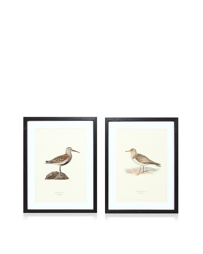 Wright Brothers Bird Prints, C. 1920, Pair