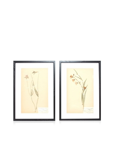 Herbarium Prints, C. 1930, Pair