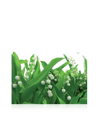 Lilies of The Valley Wall Mural