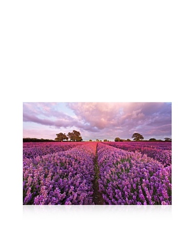 Lavender Wall Mural