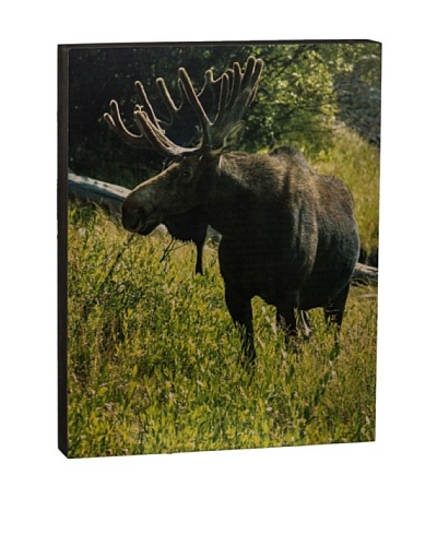 Walnut Hollow Moose Wooden Shadowbox Plaque