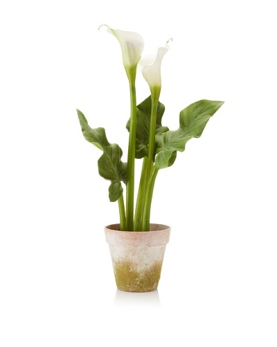 Winward Calla In Clay Pot, White