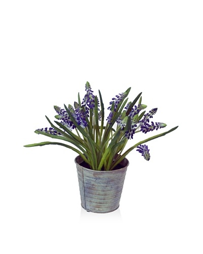 Winward Mini Muscari Potted, Purple