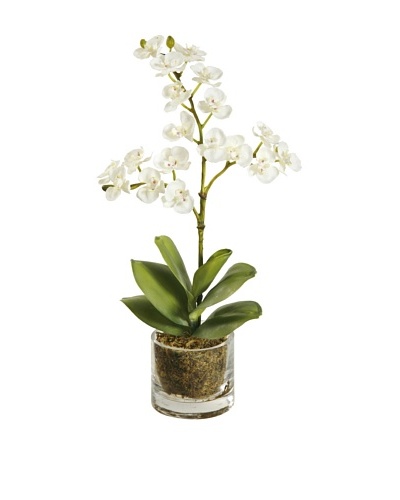 Winward Mini Phalaenopsis in Glass