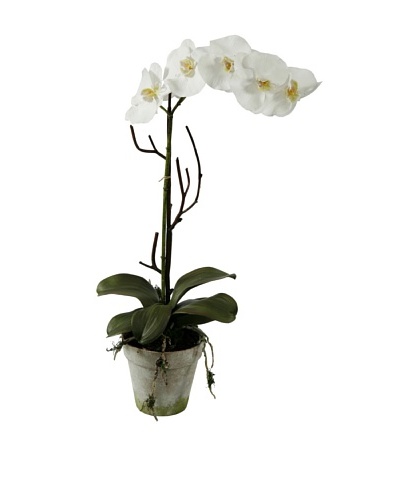 Winward Phalaeopsis In Clay Pot