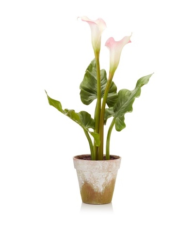 Winward Calla In Clay Pot, Mauve/White