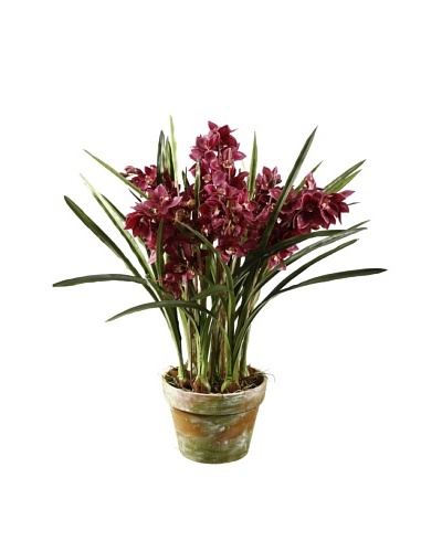 Winward Cymbidium Orchid in Pot