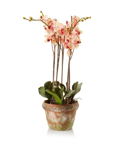 Winward Pot Phalaenopsis, Pink/Green
