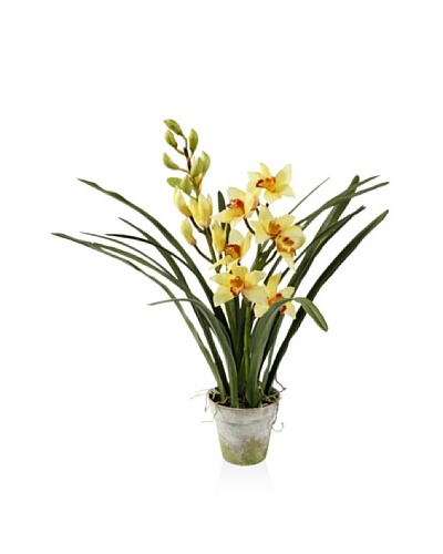 Winward Cymbidium in Clay Pot, Yellow