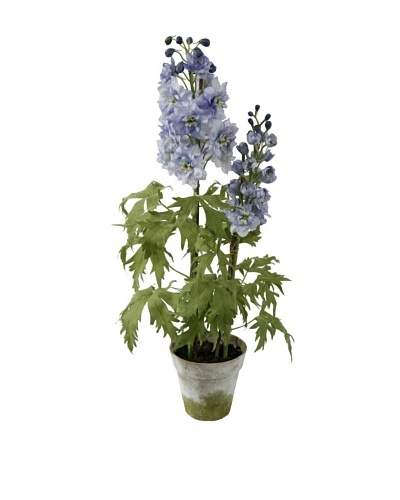 Winward Delphinium Potted Plant, Heavenly Blue