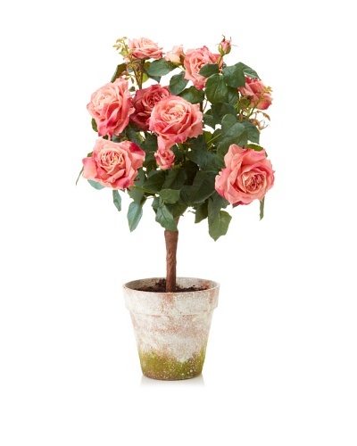 Winward Potted Garden Rose, Pink/White