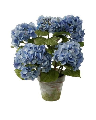 Winward Hydrangea Bushel in Clay Pot