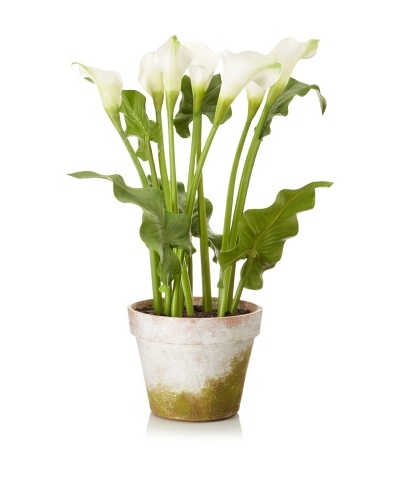 Winward Faux Calla in Clay Pot, White