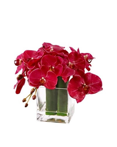 Winward Phalaenopsis & Bamboo in Glass