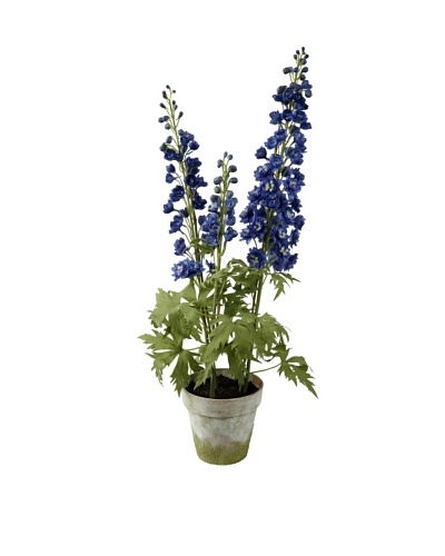 Winward Delpinium Potted, Blue