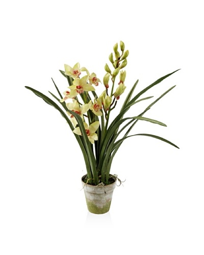 Winward Cymbidium in Clay Pot, Light Green