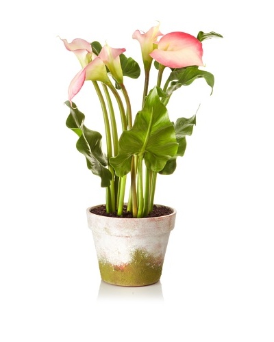 Winward Faux Calla in Clay Pot, Mauve/White