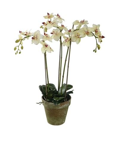 Winward Faux Phalaenopsis Orchid Bunch in Terracotta Pot, Yellow