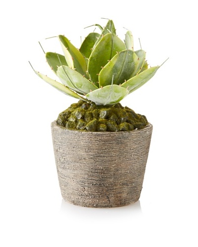 Winward Potted Lotus Succulent, Green