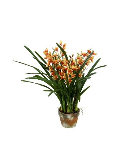 Winward Pot Cymbidium, Yellow/Brown