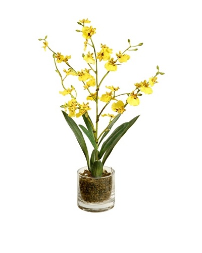 Winward Oncidium in 16” Urn