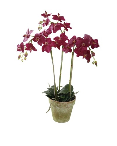 Winward Faux Phalaenopsis Orchid Bunch in Terracotta Pot, Fuschia