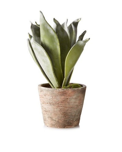 Winward Potted 14″ Desert Succulent