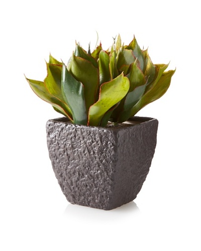Winward Potted Star Agave Plant, Green