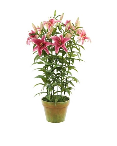 Winward Lily Rubrum in Pot