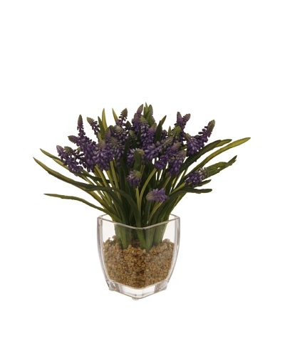 Winward Lavender Plant