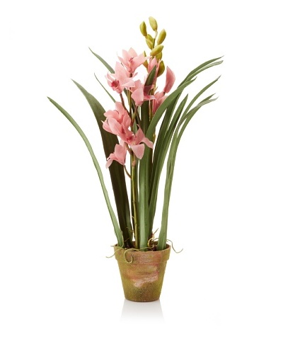 Winward Cymbidium In Clay Pot, Mauve