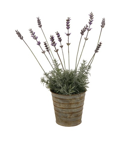 Winward Lavender In Tin Pot