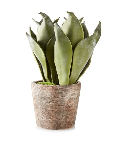 Winward Potted 15 Desert Succulent