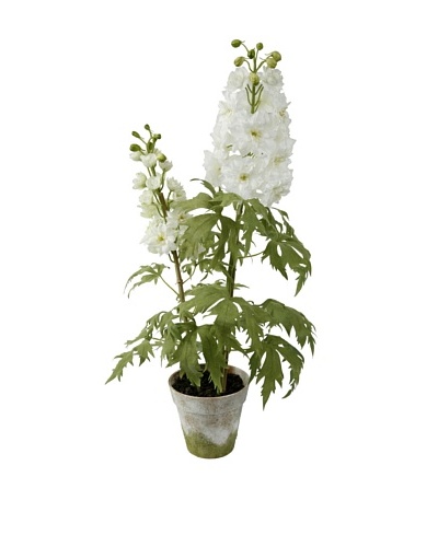 Winward Delphinium Potted Plant, Heavenly White